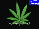 Conspiration Contre Cannabis Sativa Par James