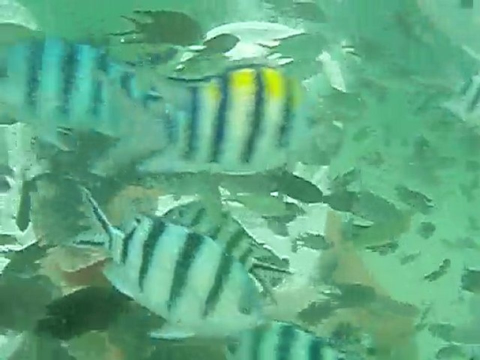 scaphandre a Koh Lan