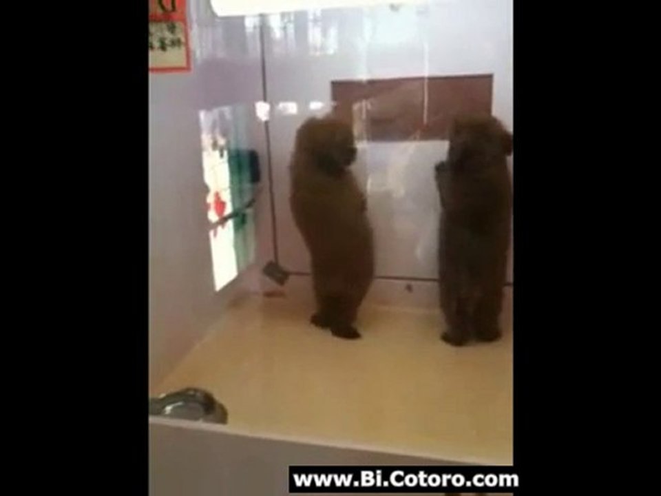 Dancing Poodle Puppy
