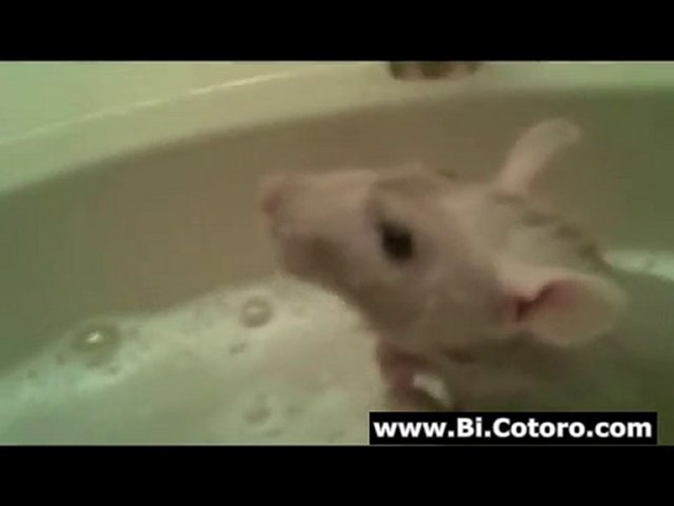 Rat Takes A Bath