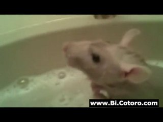 Rat Takes A Bath