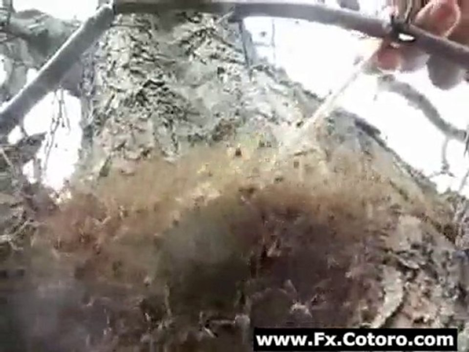 Spiders Love Trees