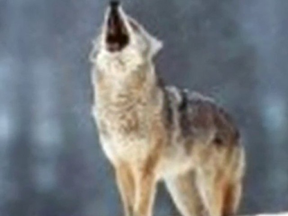 GÖK GİRSİN KIZIL ÇIKSINMustafa Öcal Dailymotion Video