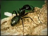 Atlanta Pest Exterminators