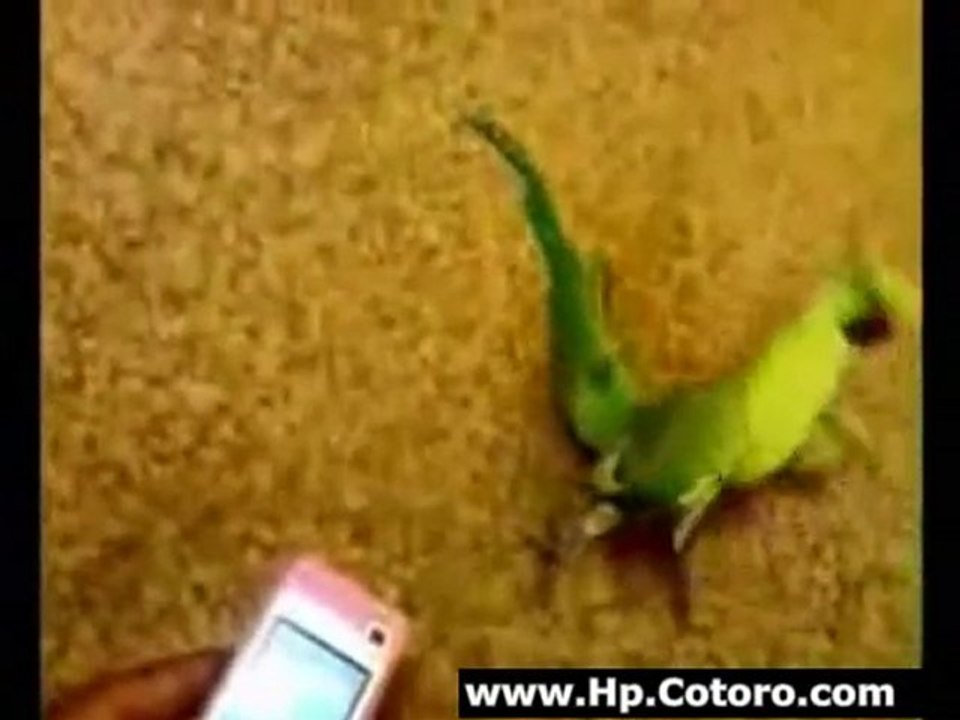 Bird Has The Dance Moves