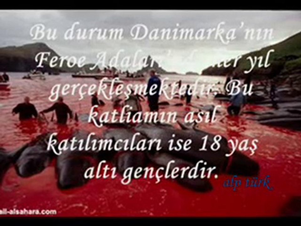 DANİMARKANIN FAREO ADALARINDA YAPTIĞI YUNUS KATLİAMI