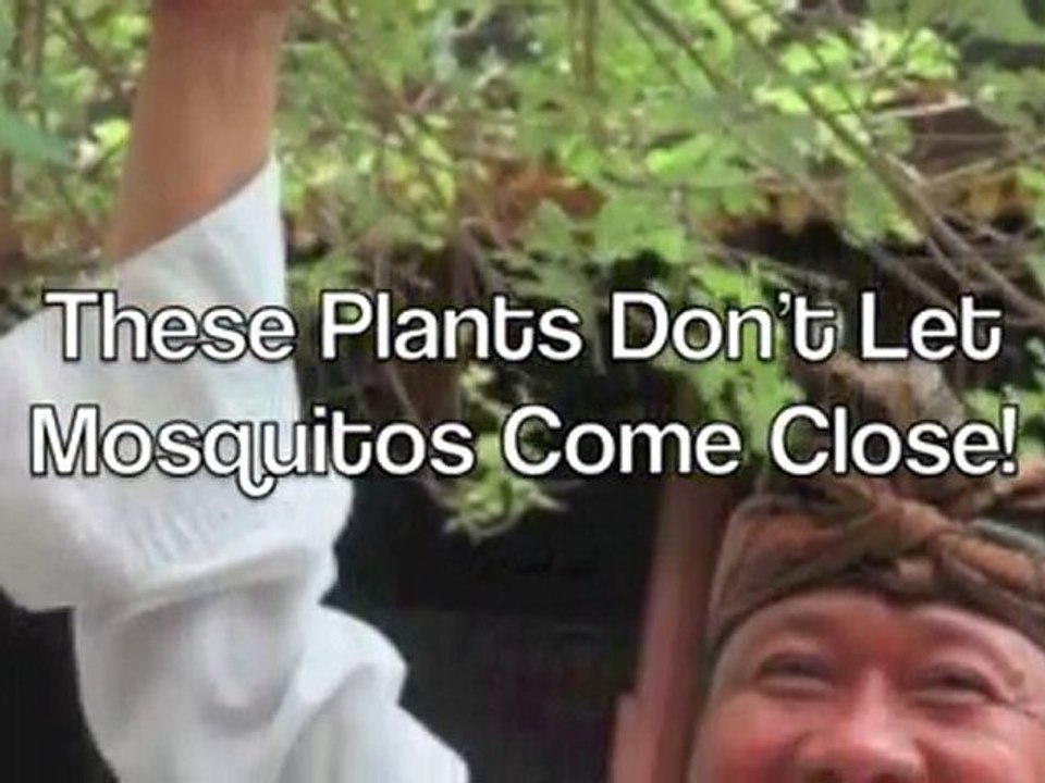 Mosquito Repellent Plants