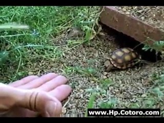 Taco The Tortoise Comes When You Call