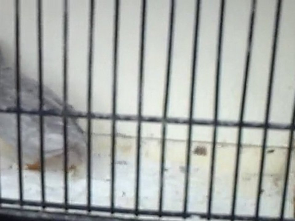 Vidéo cailles de Chine argentées