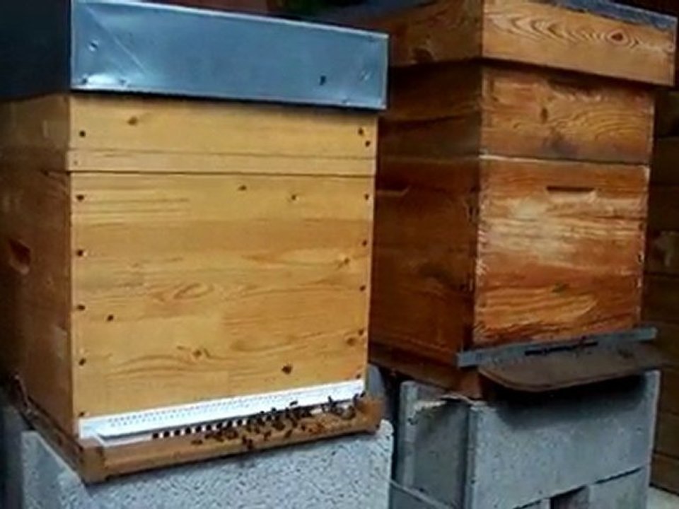 Portières de ruches posées..