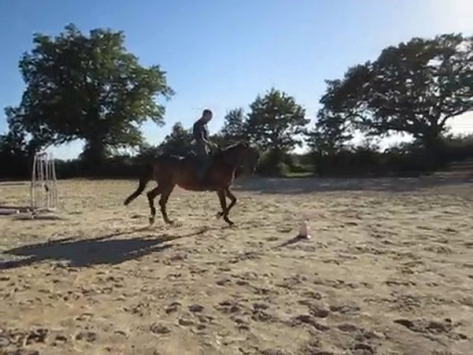 Winnie  004 jument KWPN 7ans