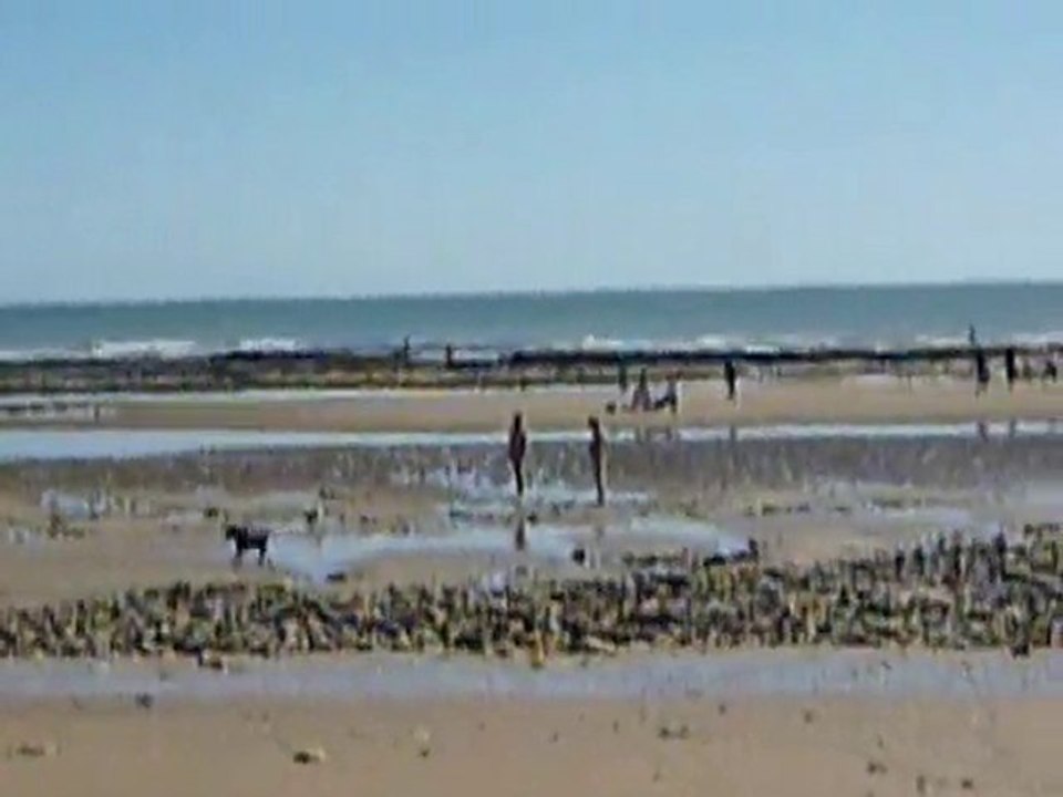 Kermit court sur la plage