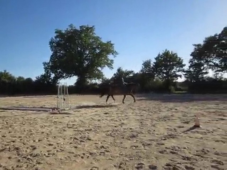 Winnie  006 jument KWPN 7ans