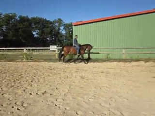 Winnie  009 jument KWPN 7 ans