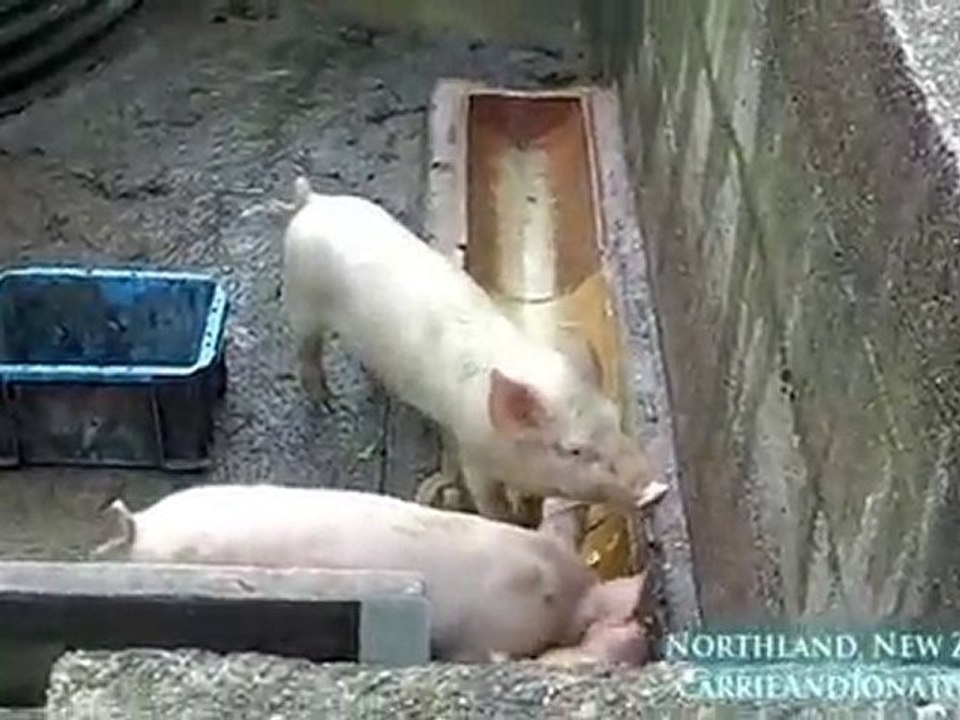 Pigs in Northern New Zealand