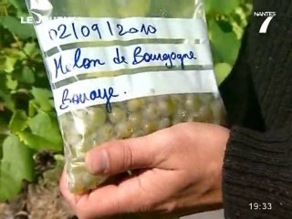 Vendanges: Une bonne récolte à venir (Vertou)
