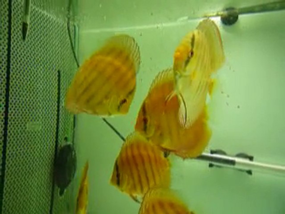 jeune discus 2 septembre