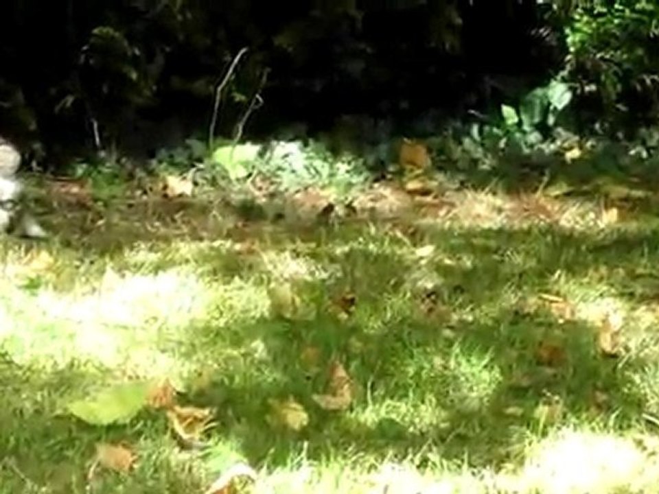 poule soie et gros matou (pas de son)