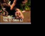Reptiles & Amphibians Stock Footage Vol 37