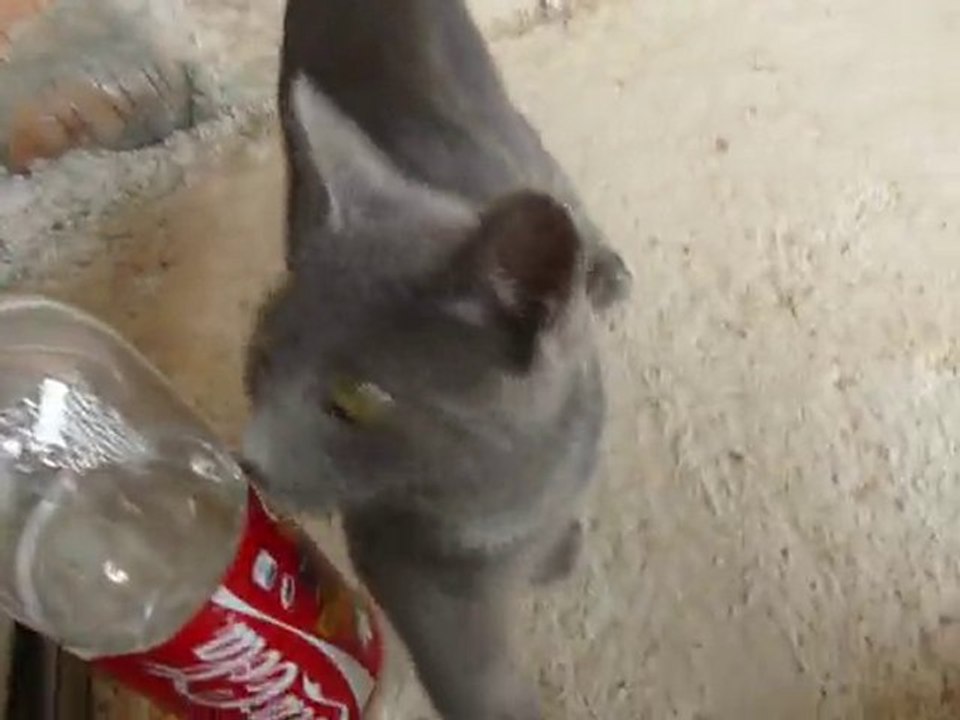 Petit chaton