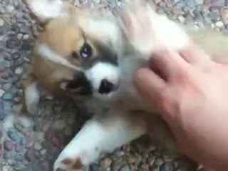 Il cucciolo più tenero del mondo canino