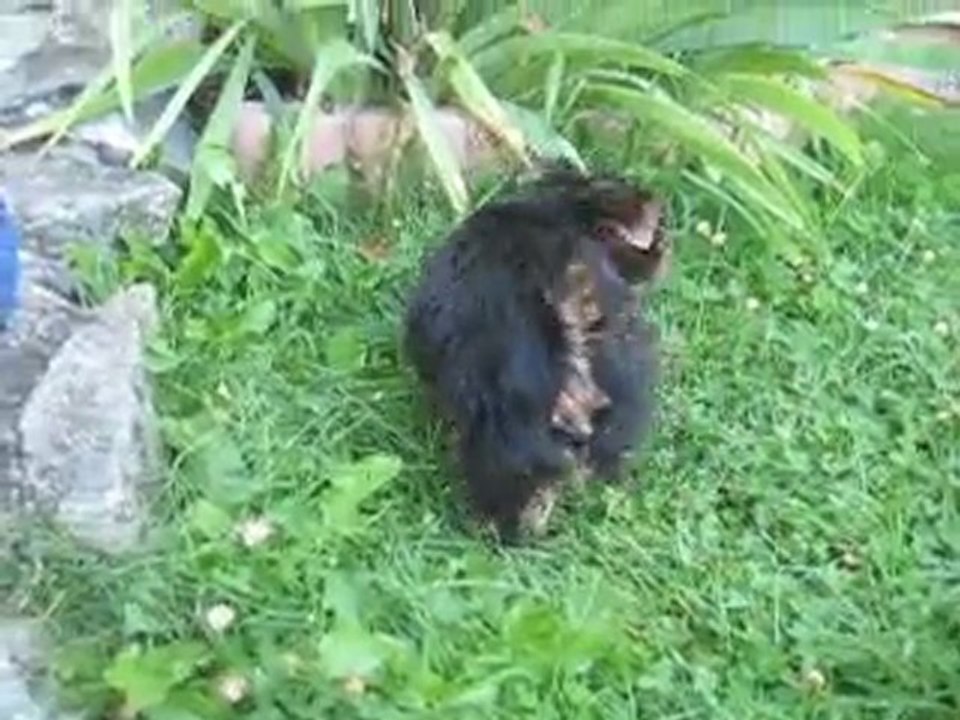 suite filou et fiona 018