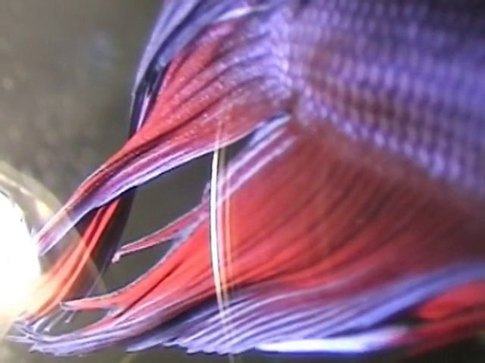 Flux