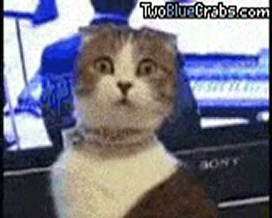 Strange cat
