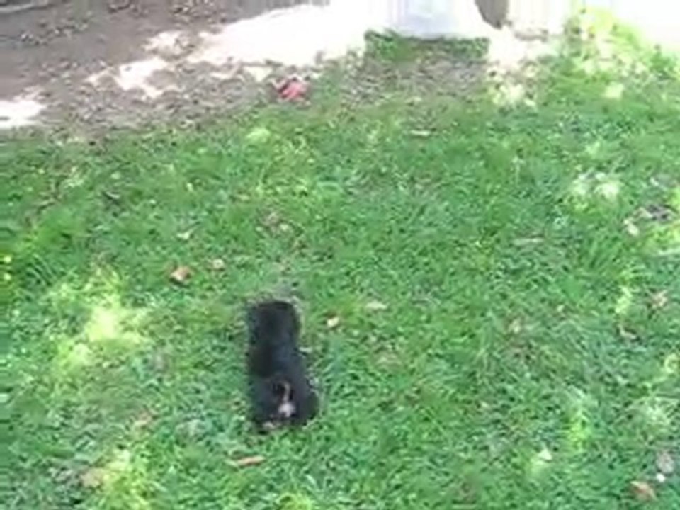 suite filou et fiona 024