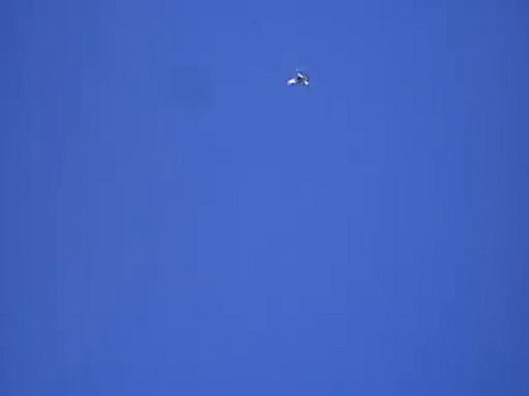 PAŞA KAYA- Eke kuş ,dişi aynalı gök-5