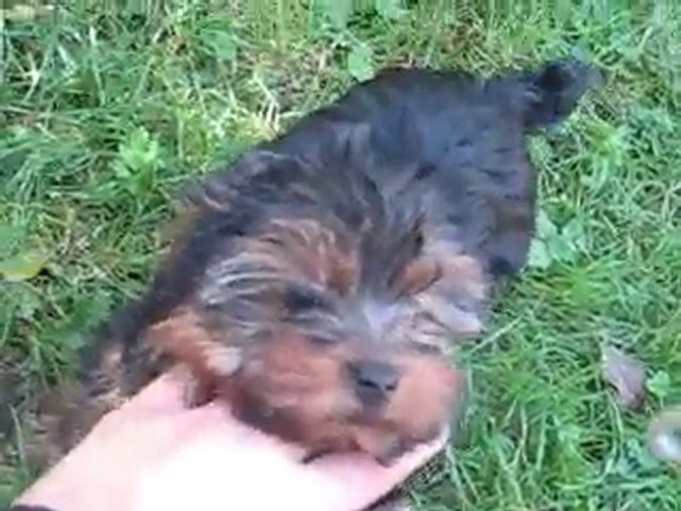 suite filou et fiona 025