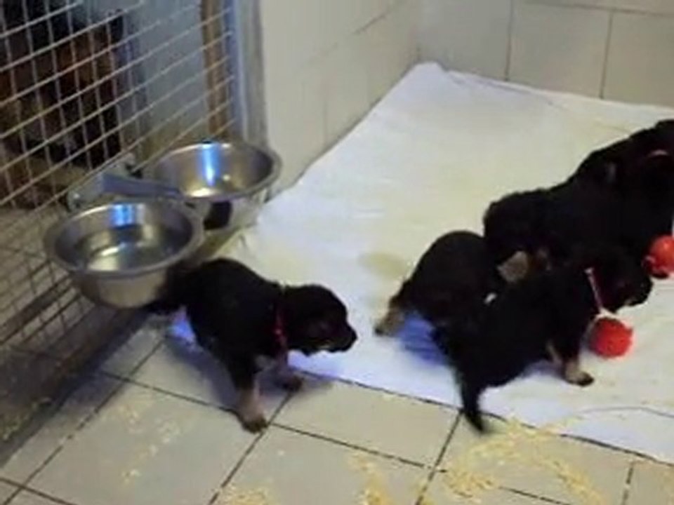 Les bébés de BACCARA