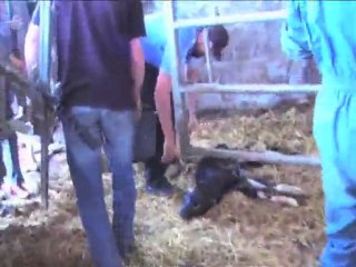 Ferme Brabant -Vêlage