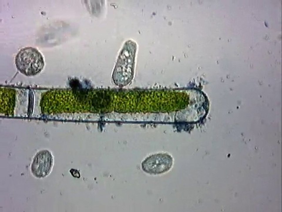 Protozoaires en goguette...