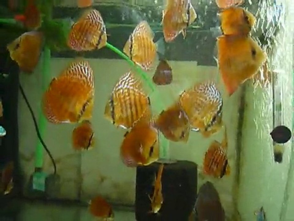 mes discus