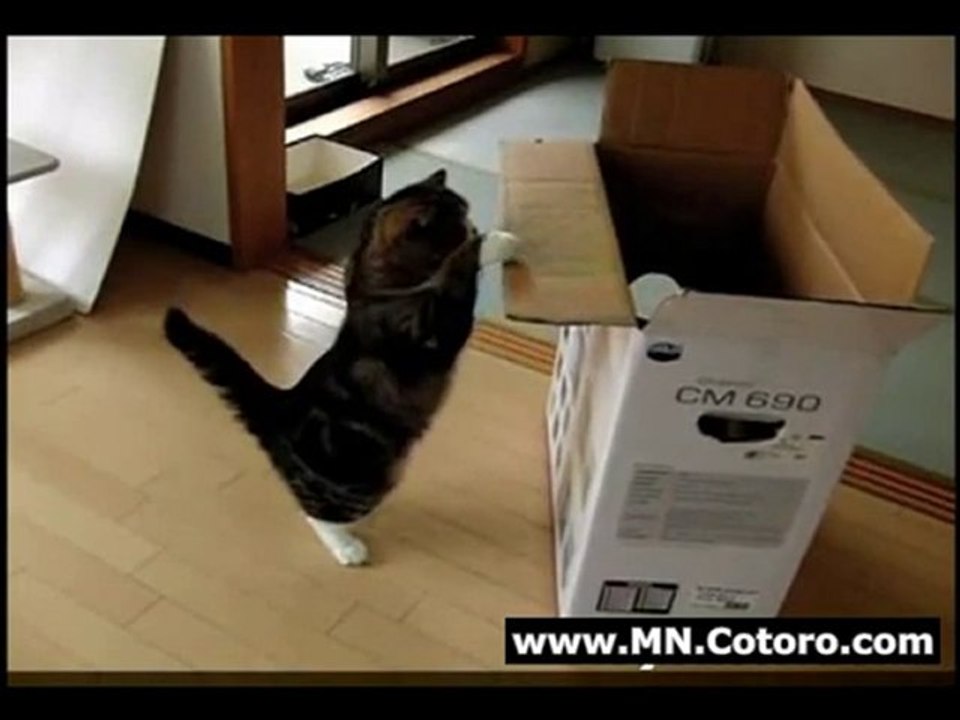 Maru Jumps In Slow Motion