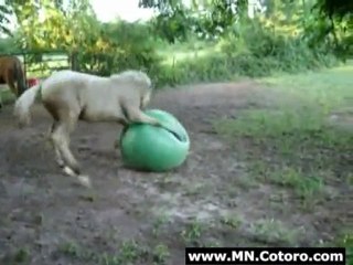 Horse Playing With A Ball