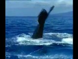 Yavruları için göç eden balinalar
