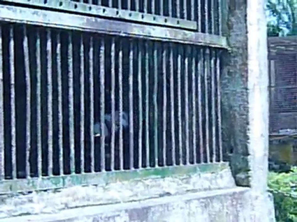 La complainte du singe