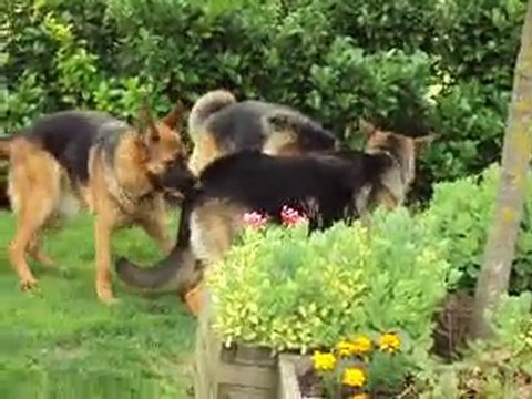 Jeu de jeunes bergers allemands