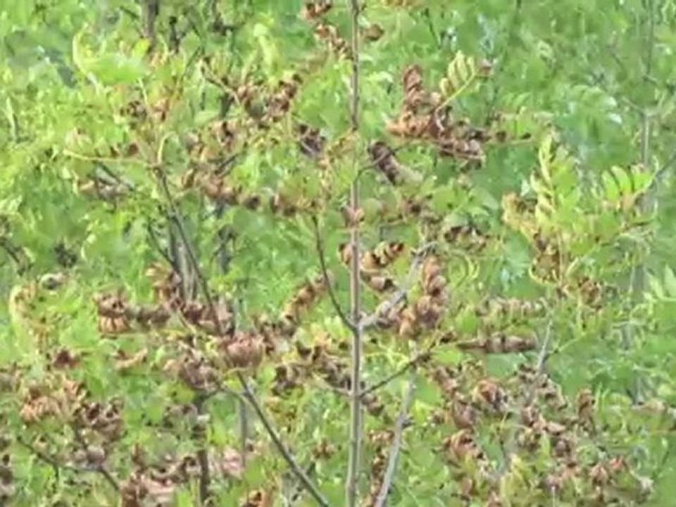 Sécheresse Août 2010