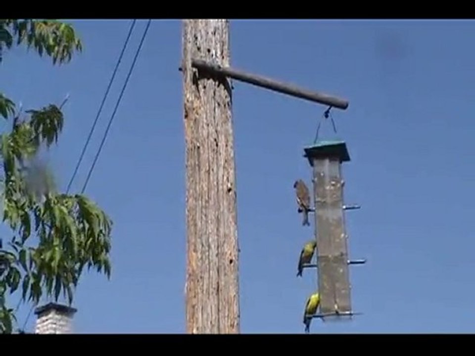 Oiseaux du Québec (Rimouski) été 2010