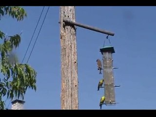 Oiseaux du Québec (Rimouski) été 2010