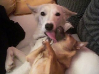 ROXIE ET TILGA AOUT 2010