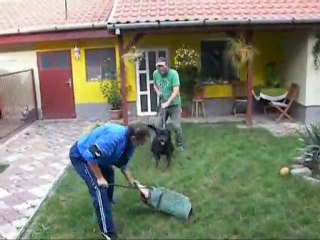 Dresaj canin Timisoara - Jessy 3