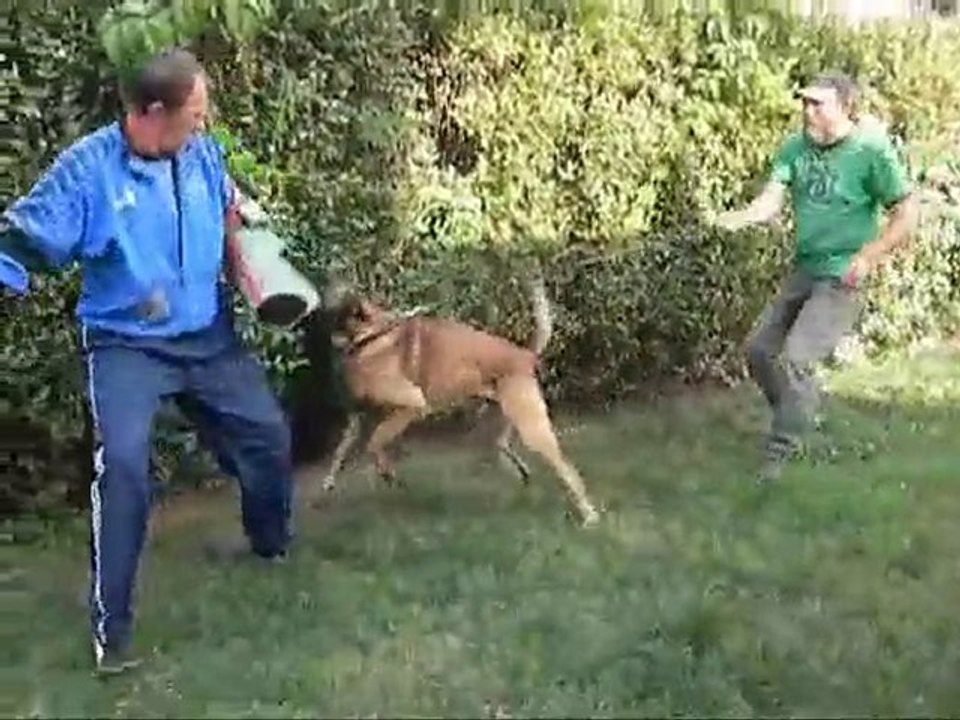 Dresaj canin Timisoara - Sharan 3