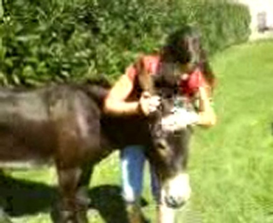 nigette