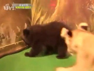 Bébé ours VS bébé lion - Fight [TV Japon]