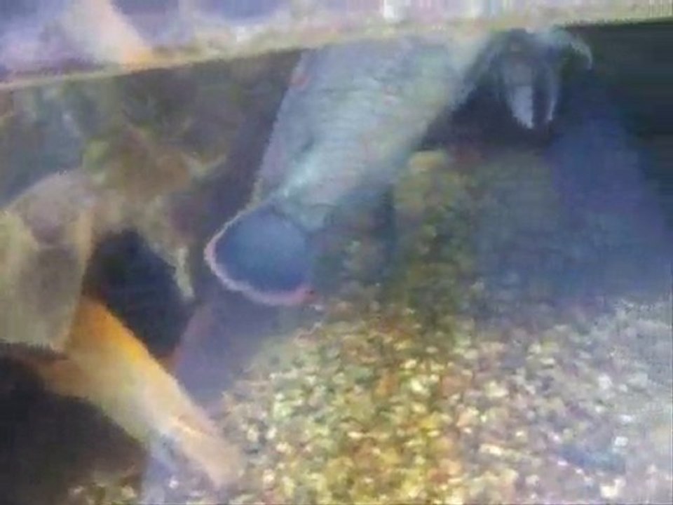 Crazy Animals