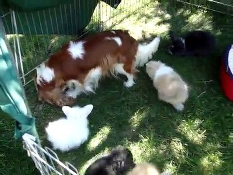 MOV03174 lapin bélier angora teddy et cavalier king charles